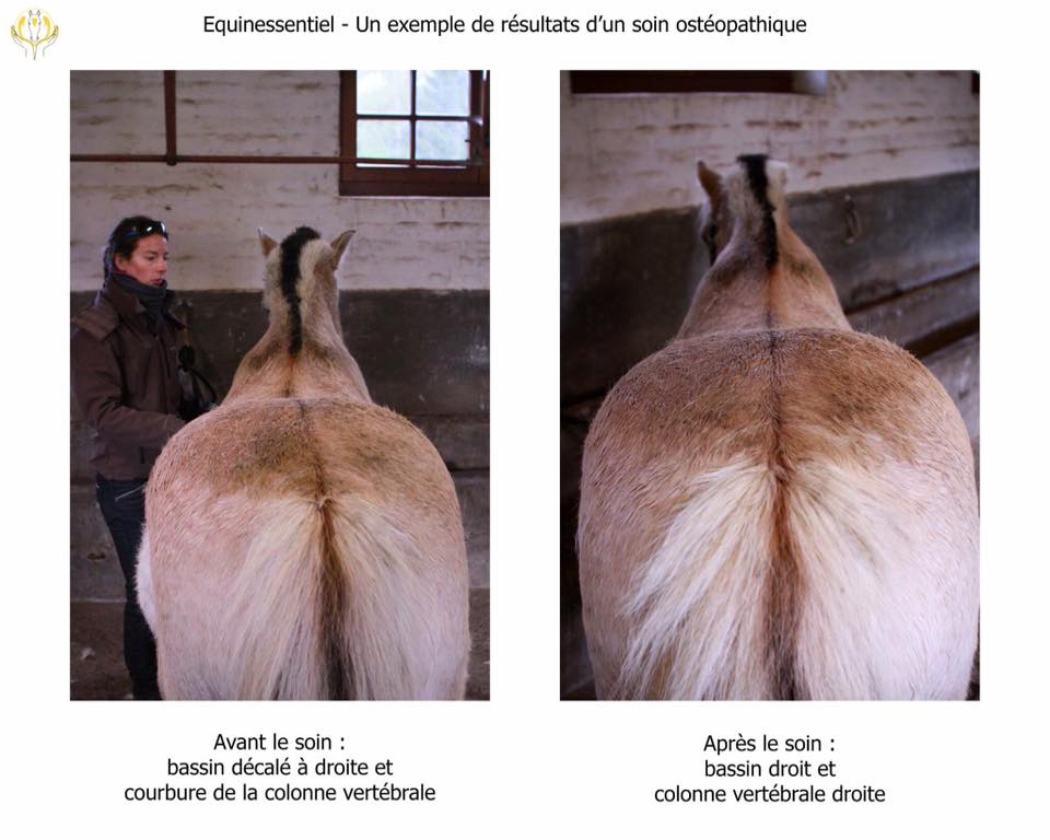 L'ostéopathie pour gérer la dissymétrie du cheval - Laure Souquet ostéopathe équine - Equinessentiel