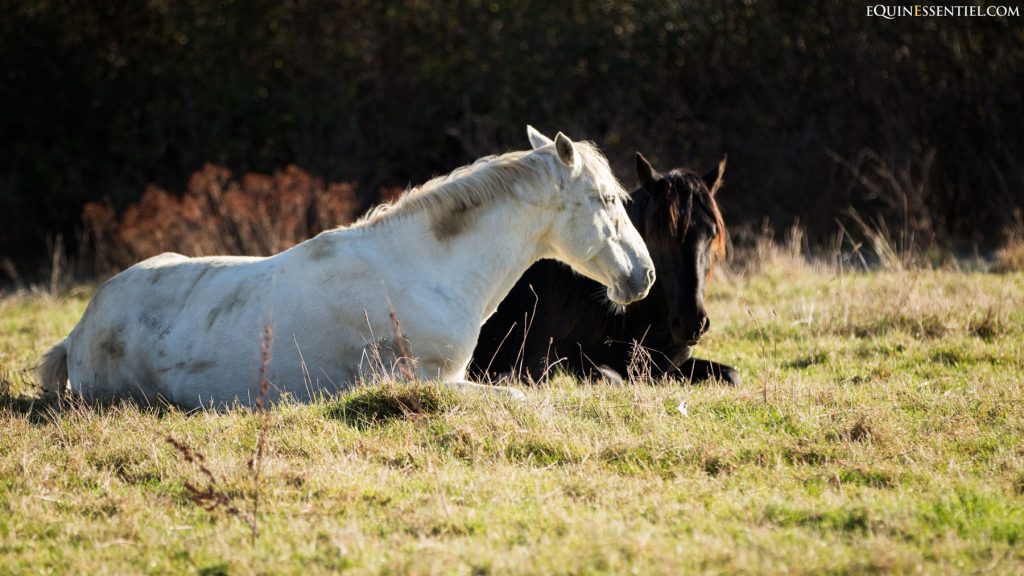 4 indices pour savoir si votre cheval est heureux en groupe / troupeau - Laure Souquet - Equinessentiel