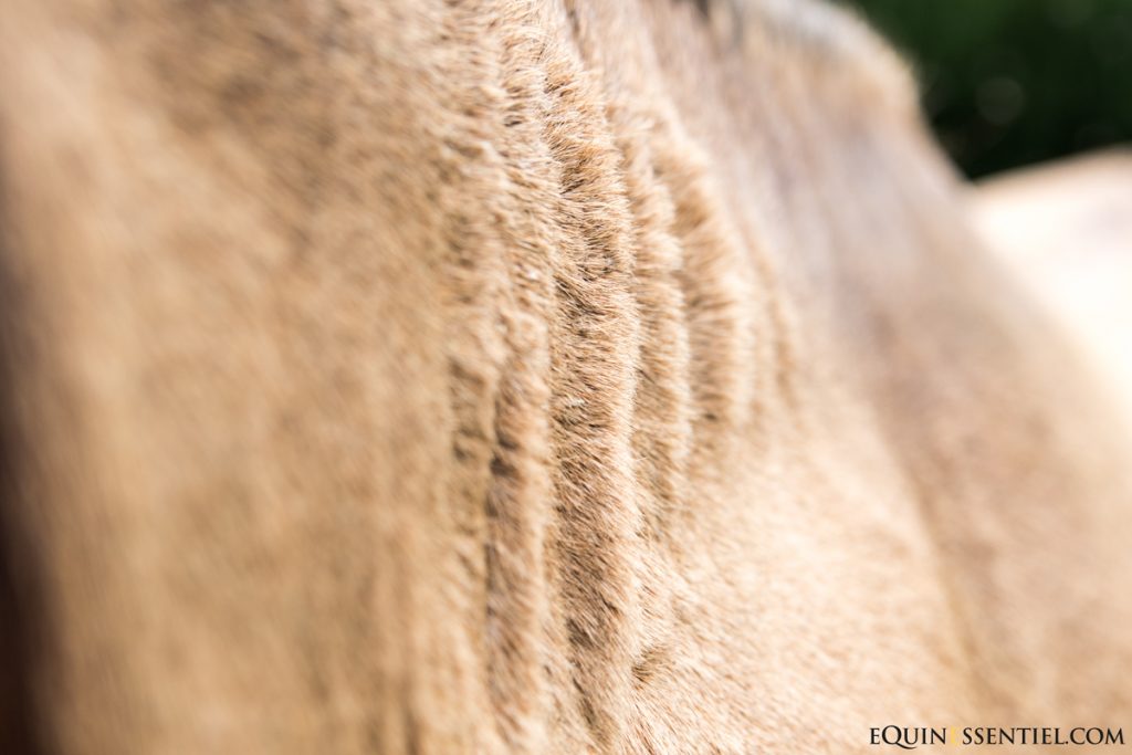 Soigner soulager la dermite estivale du cheval au naturel, vision globale - Laure Souquet - Equinessentiel