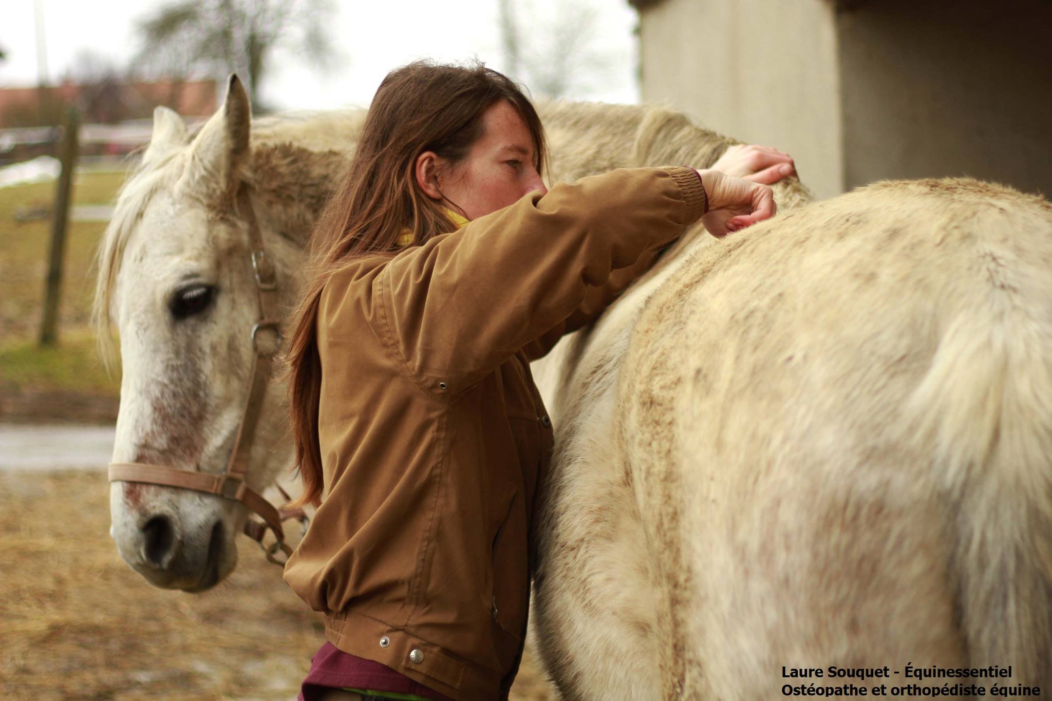 Soigner efficacement l’arthrose de votre cheval