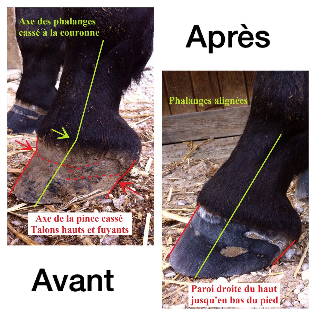 1er parage d’un cheval – Exemple 2, pied droit et pied long en pince