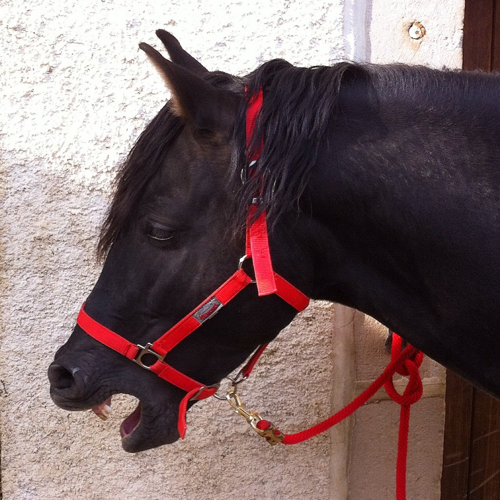 Premier parage d'un cheval exemple 2 - Laure Souquet - Equinessentiel