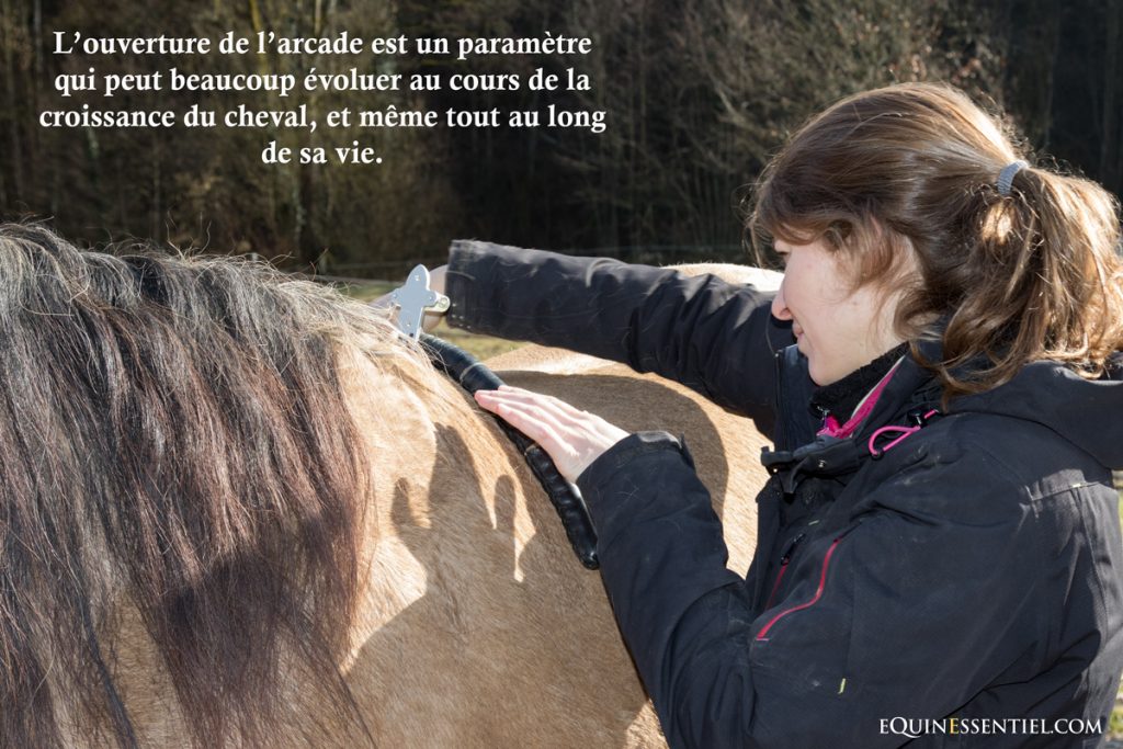 Une selle adaptée au dos du cheval tout au long de sa vie saddle fitting - Laure Souquet - Equinessentiel