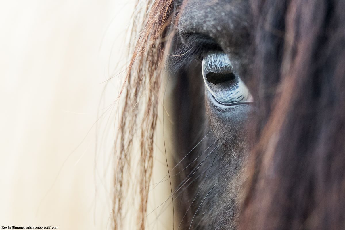 La vie secrète de votre cheval – Ses traumatismes enfouis
