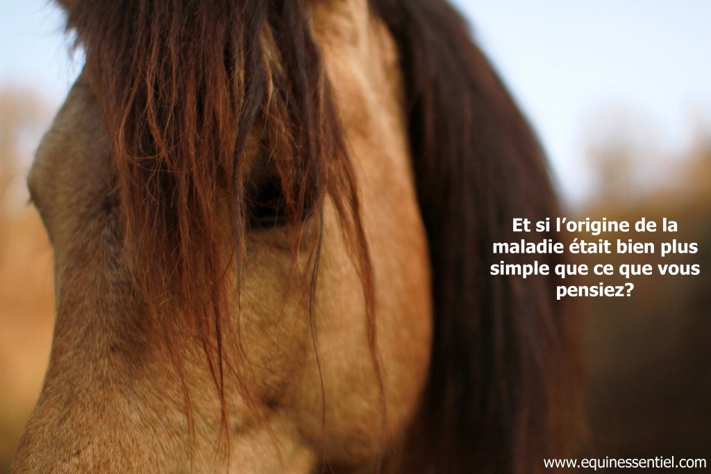 Comprendre la maldie d'un cheval pour mieux la guérir - Laure Souquet - Equinessentiel