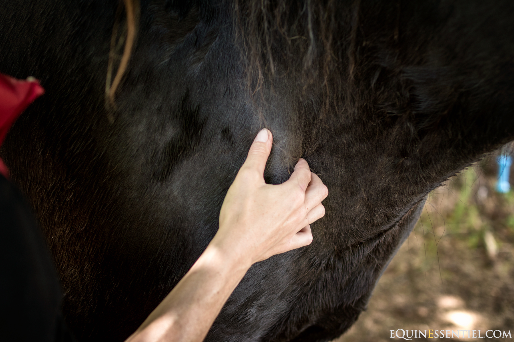 Un bon ostéopathe équin détend les muscles du cheval - Massage étirements stretching - Laure Souquet Equinessentiel