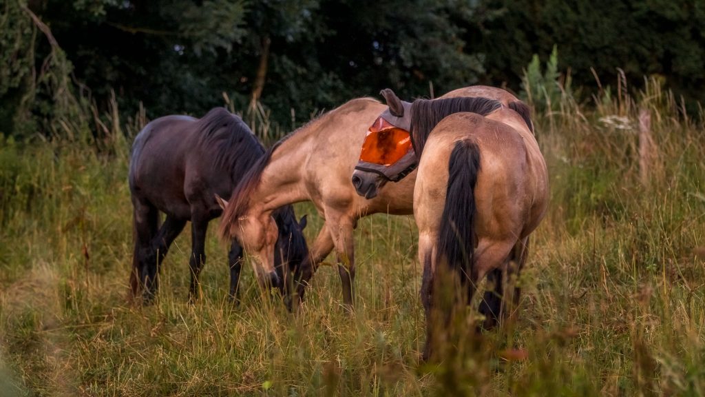 Comprendre la maladie d'un cheval pour mieux la soigner - Laure Souquet - Equinessentiel