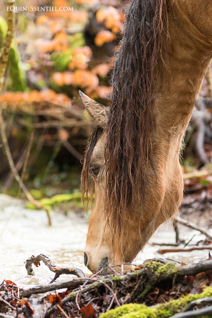 Éviter aux chevaux la boue au pré l'hiver gestion de pature - Laure Souquet - Equinessentiel la santé du cheval au naturel