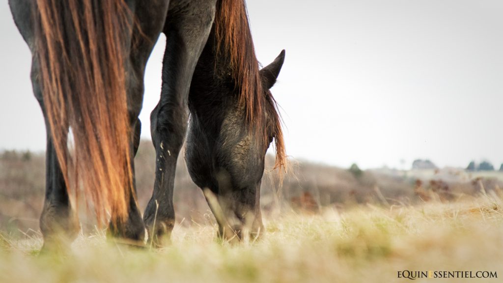 Gestion durable des pré et pâtures des chevaux - Laure Souquet - Equinessentiel - La santé du cheval au naturel